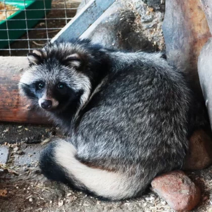 Raccoon Dog