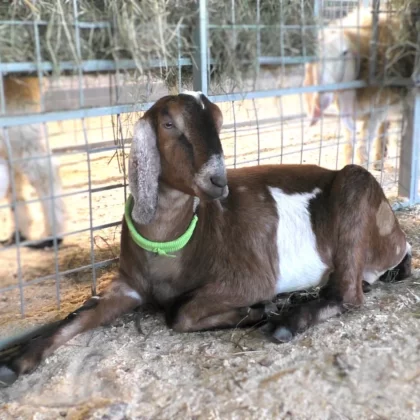 Nubian Goat