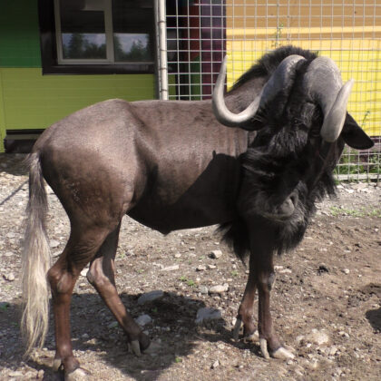 White-tailed gnu