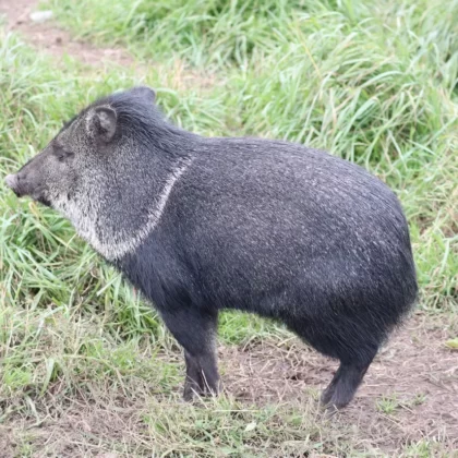 Collared Peccary