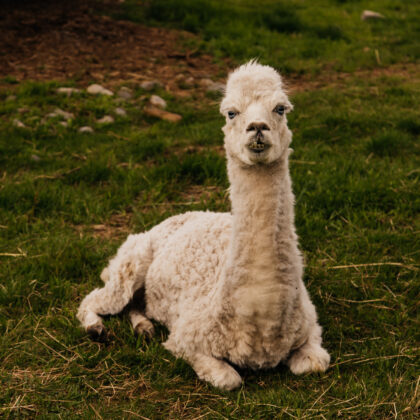 Alpaca