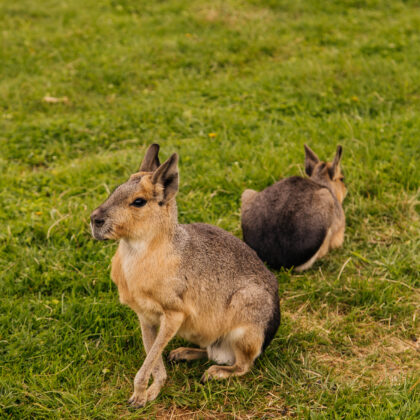 Patagonian Mara