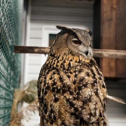 Western Siberian Eagle Owl