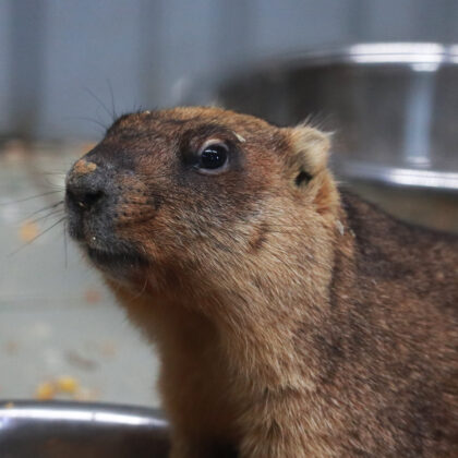 European Ground Squirrel