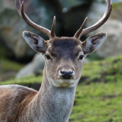 Spotted Deer