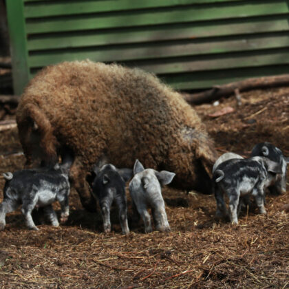 Hungarian Mangalica