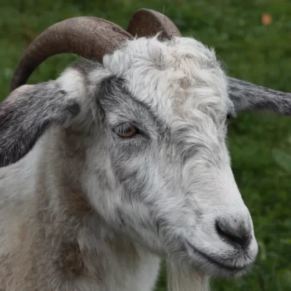 Angora Goat