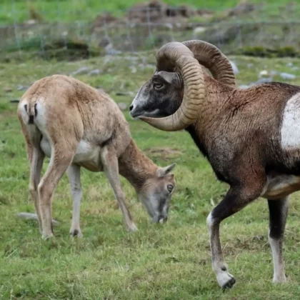 European Mouflon