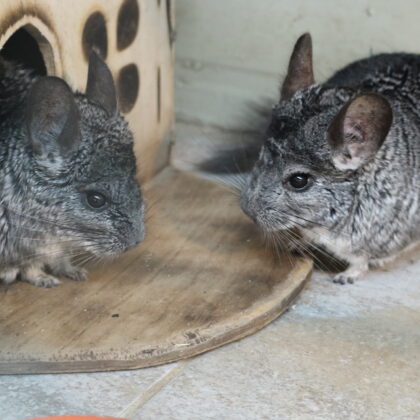 Chinchilla