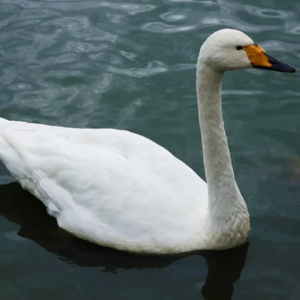 Whooper Swan