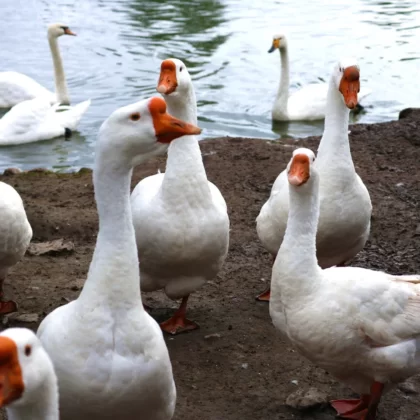 Lindov Geese