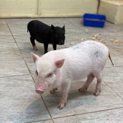 Miniature pig