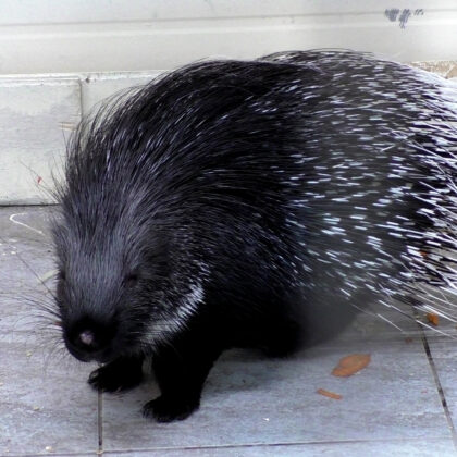 Crested Porcupine