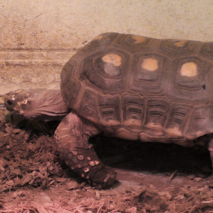 Red-footed Tortoise