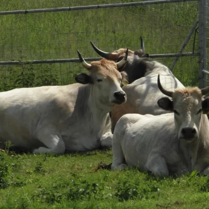 Grey Hungarian Cattle