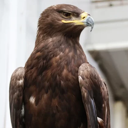 Steppe Eagle