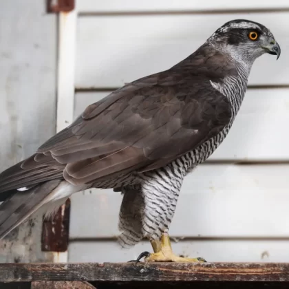 Northern Goshawk