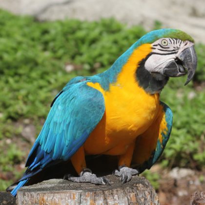 Blue-and-yellow Macaw