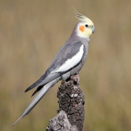 Cockatiel