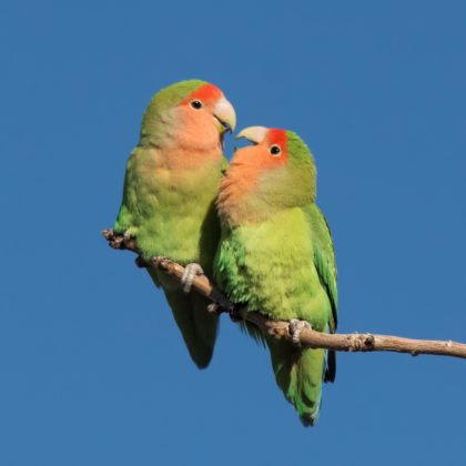 Lovebirds